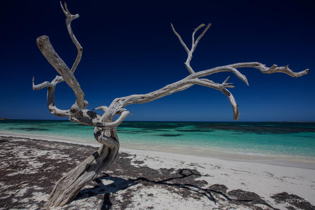 Bleached white driftwood tree stands against deep blue sky and turquoise waters on a beach in Antigua