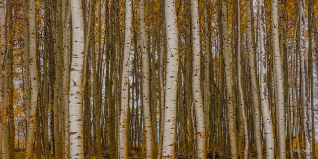 Dense pattern of white aspen trunks with golden autumn leaves overhead on McKenzie Pass Oregon