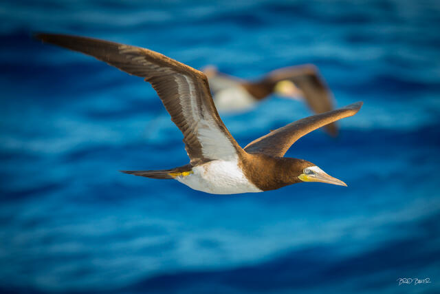 Two brown boobies soar effortlessly over the deep blue open ocean, wings fully extended in flight