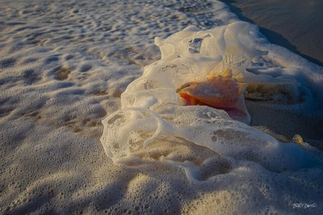 A queen conch shell half-buried in golden sand surrounded by swirling white sea foam at sunset.