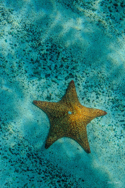 A vivid orange cushion sea star rests on the speckled sandy floor of crystal-clear Caribbean waters.