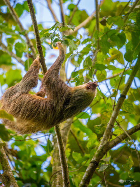 Two-toed sloth climbing through sun-dappled green forest canopy, hanging effortlessly from slender jungle branches in Costa Rica