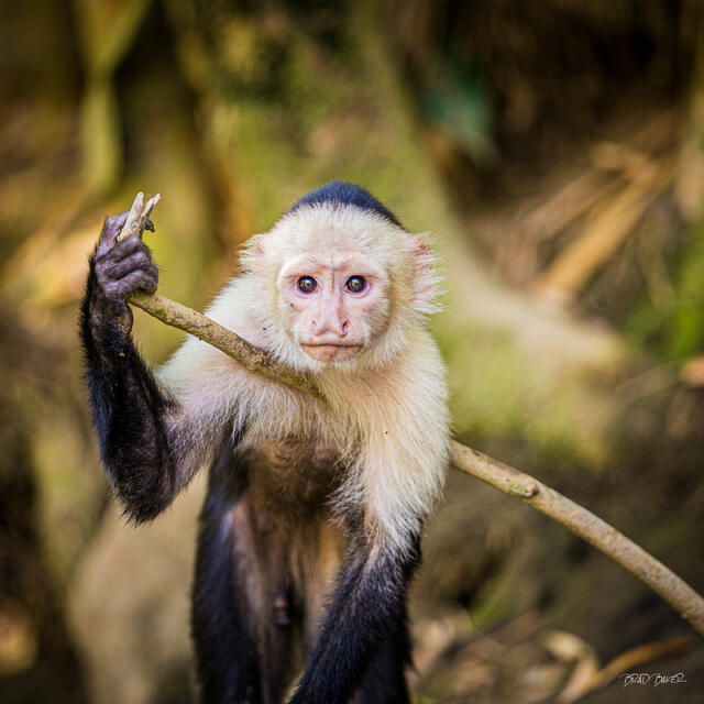 White-faced capuchin monkey grips a branch and stares directly into the camera with intense expressive eyes in Costa Rica