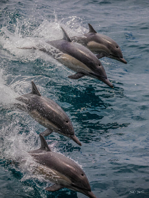 Four common dolphins leaping together in synchronized formation above the ocean surface