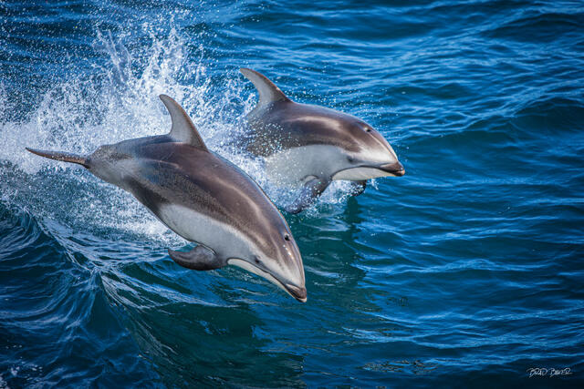 Two Pacific white-sided dolphins leaping joyfully through deep blue ocean waves in perfect synchrony