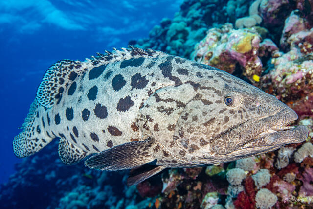 Close-up of a large potato cod swimming beside a colorful tropical coral reef in North Queensland Australia