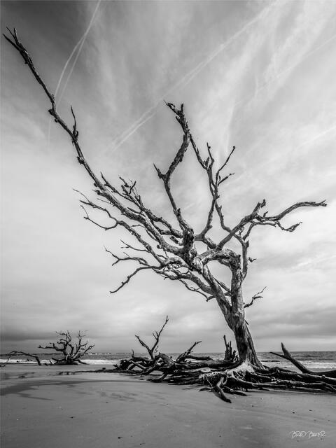 Bare driftwood tree with bleached branches against cloudy sky on Georgia coast, black and white