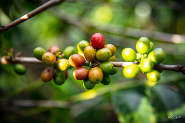 Macro shot of coffee cherries ripening from green to red on a branch with soft bokeh background