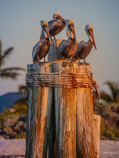 Flock of brown pelicans perched on weathered wooden pilings at sunset, Florida Keys