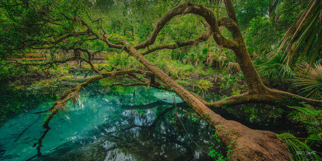 Gnarled tree branches arching over clear water at juniper springs florida