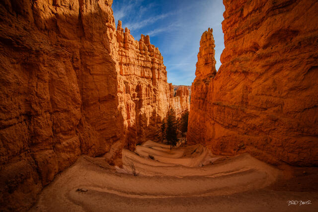 Sun-bleached fallen juniper roots framed by glowing orange hoodoo cliffs and pine trees in Bryce Canyon