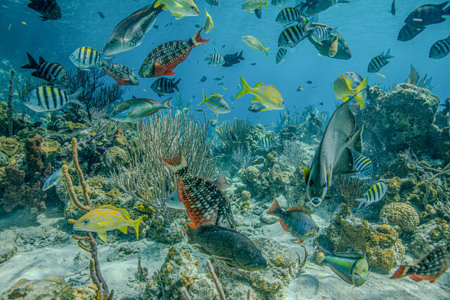 Colorful tropical fish swimming above a vibrant coral reef in clear blue Bahamas waters