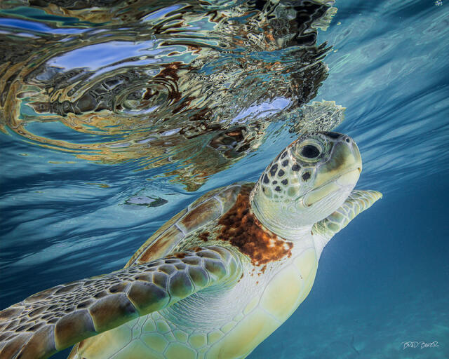 Green sea turtle swimming near the surface beneath swirling reflections in tropical blue water in The Bahamas