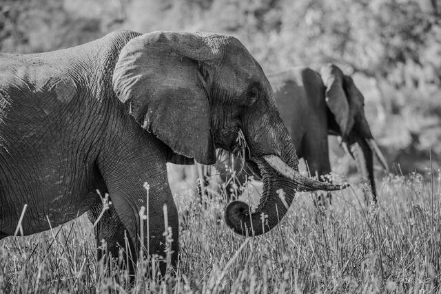 Black and White of two Elephants grazing on riverside vegetation with golden grass and blurred background in Lower Zambezi