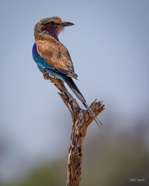 Colorful Lilac Breasted Roller bird perched on branch displaying blue and purple wing feathers against clear sky