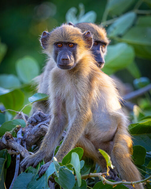 Close-up of baboon face with amber eyes and serious expression surrounded by green foliage in Zambia