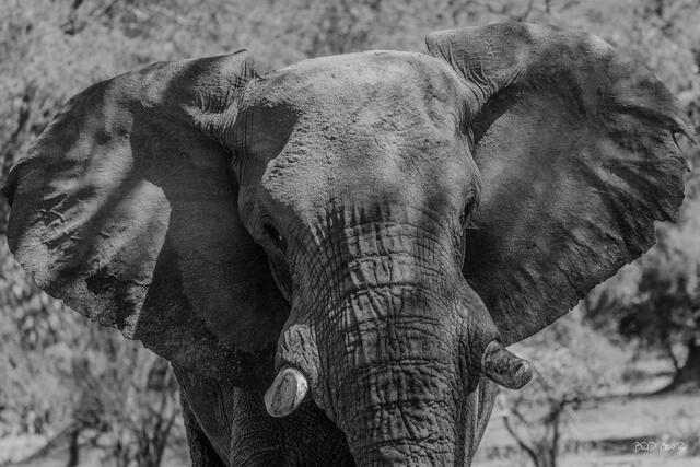Close-up black and white portrait of an African elephant with large ears and tusks in Zambia