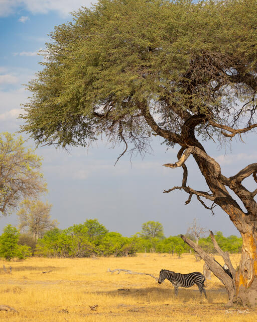 A zebra takes shade under Large acacia tree with dramatic twisted trunk and dense foliage in golden grassland landscape in Okavango Delta