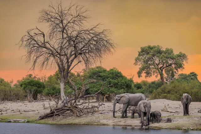 African elephants gathered beside a waterhole next to a large dead tree beneath a warm sunset sky in Okavango Delta Botswana