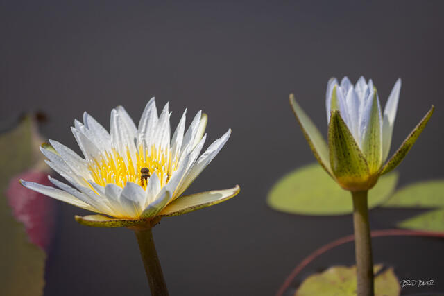 White water lily with a bee resting among its petals on a dark pond in Okavango Delta Botswana