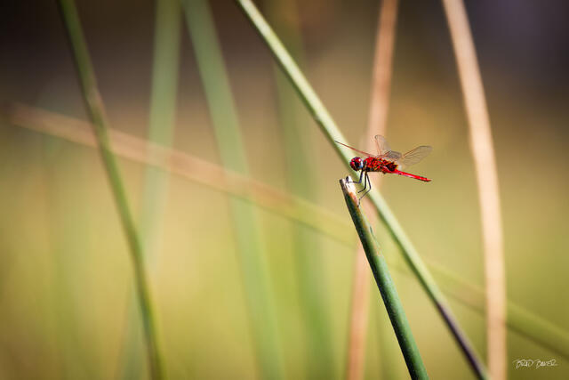 Red dragonfly perched on a reed above a wetland in warm morning light in Okavango Delta Botswana
