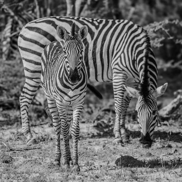 Black and White of zebra foal gazing at the camera beside a mare feeding on the grass in the African bush