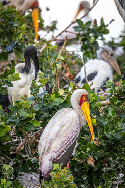 Yellow-billed storks gathered among green foliage in a busy rookery