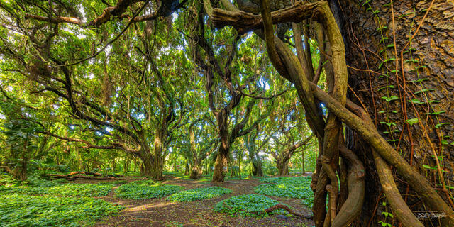 Sunlit banyan tree canopy with tangled vines and roots in a lush tropical forest at Honolua Bay Maui Hawaii