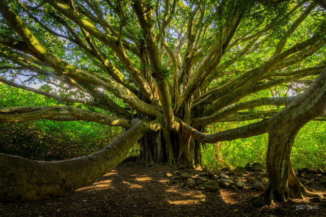 Massive sprawling banyan tree with twisting branches spreading over a sunlit forest floor on Pipiwai Trail Maui Hawaii