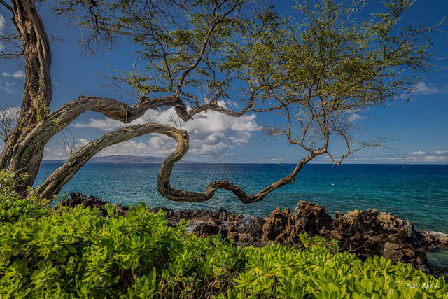 Twisted tree branch framing a turquoise ocean view and distant island at Makena Beach Wailea Maui Hawaii