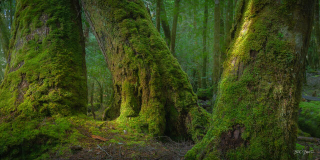 Three moss-covered trees in a lush Tasmania rainforest with towering trunks and rich green foliage