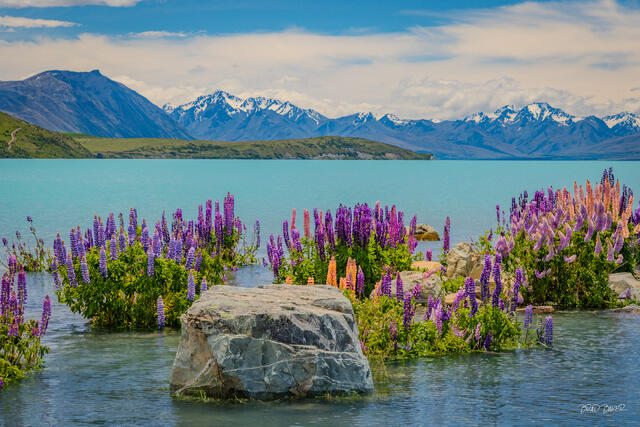 Colorful lupins in pink, purple and white blooming beside a rocky New Zealand lakeshore