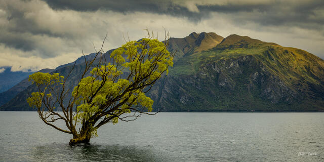 Lone willow tree growing from Lake Wanaka under dramatic stormy sky with mountain backdrop New Zealand