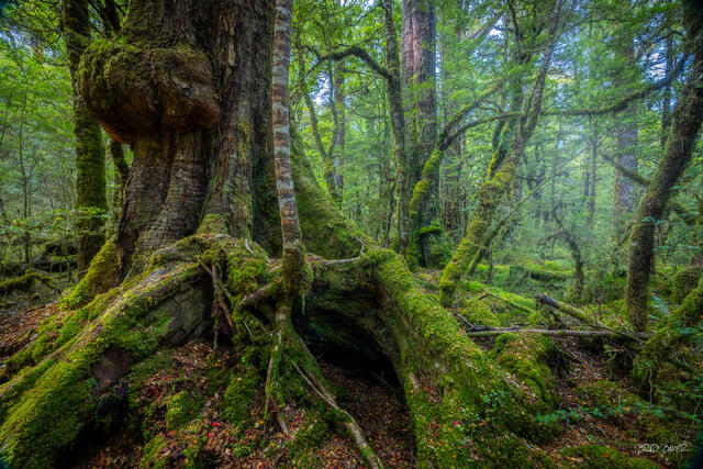 Ancient moss-covered tree roots in misty New Zealand beech forest, Fiordland National Park
