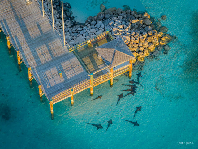 Overhead view of wooden dock with a rocky breakwater, and nurse sharks in clear turquoise water on Highbourne Cay Bahamas