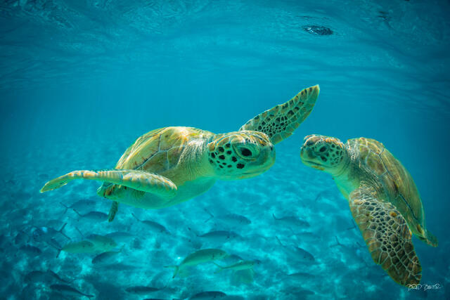 Underwater image of two green sea turtles swimming together among school of fish in shallow turquoise ocean on Eleuthera Island Bahamas