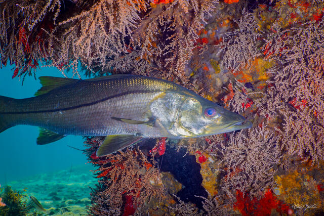 Snook fish resting among colorful sea fans and coral on a Florida reef below a bridge pilon
