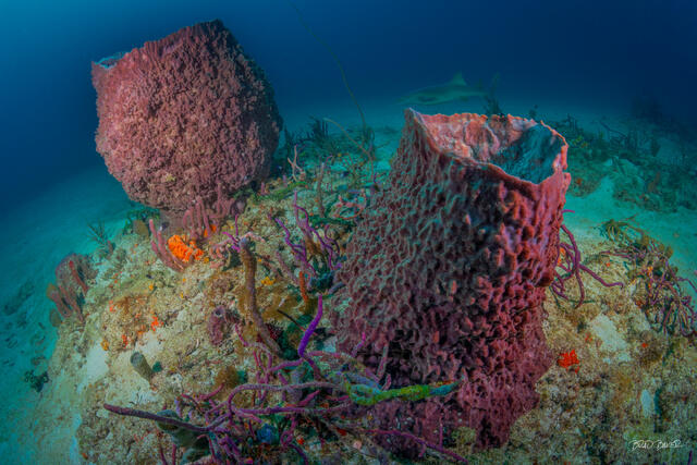 Two massive barrel sponges tower over a vibrant Florida reef with a nurse shark in background