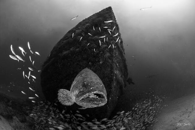 Massive Goliath Grouper faces camera head-on near the bow of a sunken shipwreck structure in black and white in Jupiter Florida