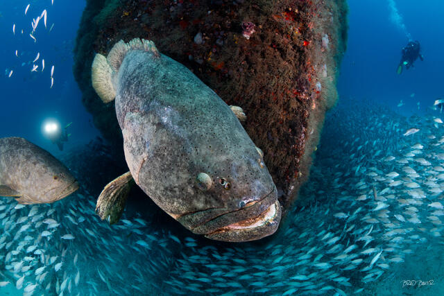 Enormous Goliath Grouper looms toward camera surrounded by swirling baitfish on the bow of a sunken shipwreck in Jupiter Florida
