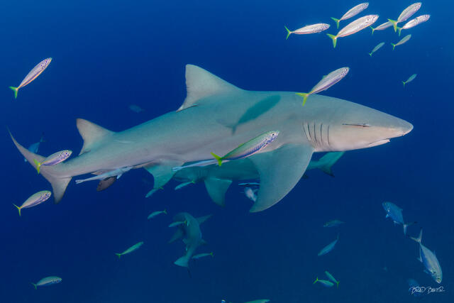 Lemon shark gliding through blue water escorted by colorful pilot fish  an remora in Jupiter Florida