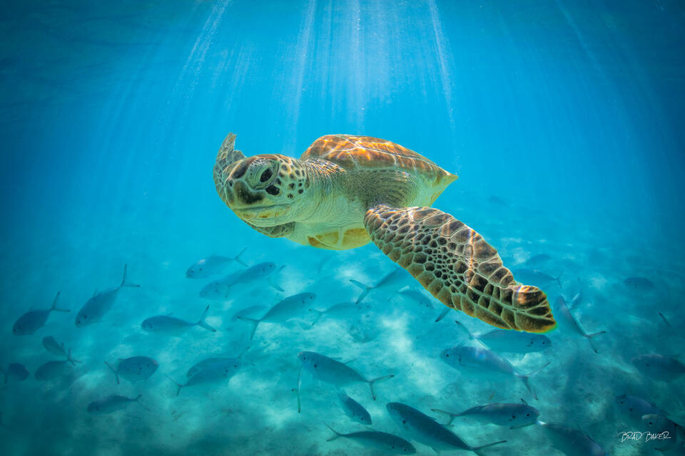 Underwater photograph of swimming sea turtle surrounded by school of fish in clear turquoise ocean water on Eleuthera Island Bahamas