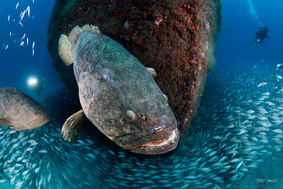 THE UNDERWATER WORLD | WRECKS AND SEA LIFE PRINTS FOR SALE