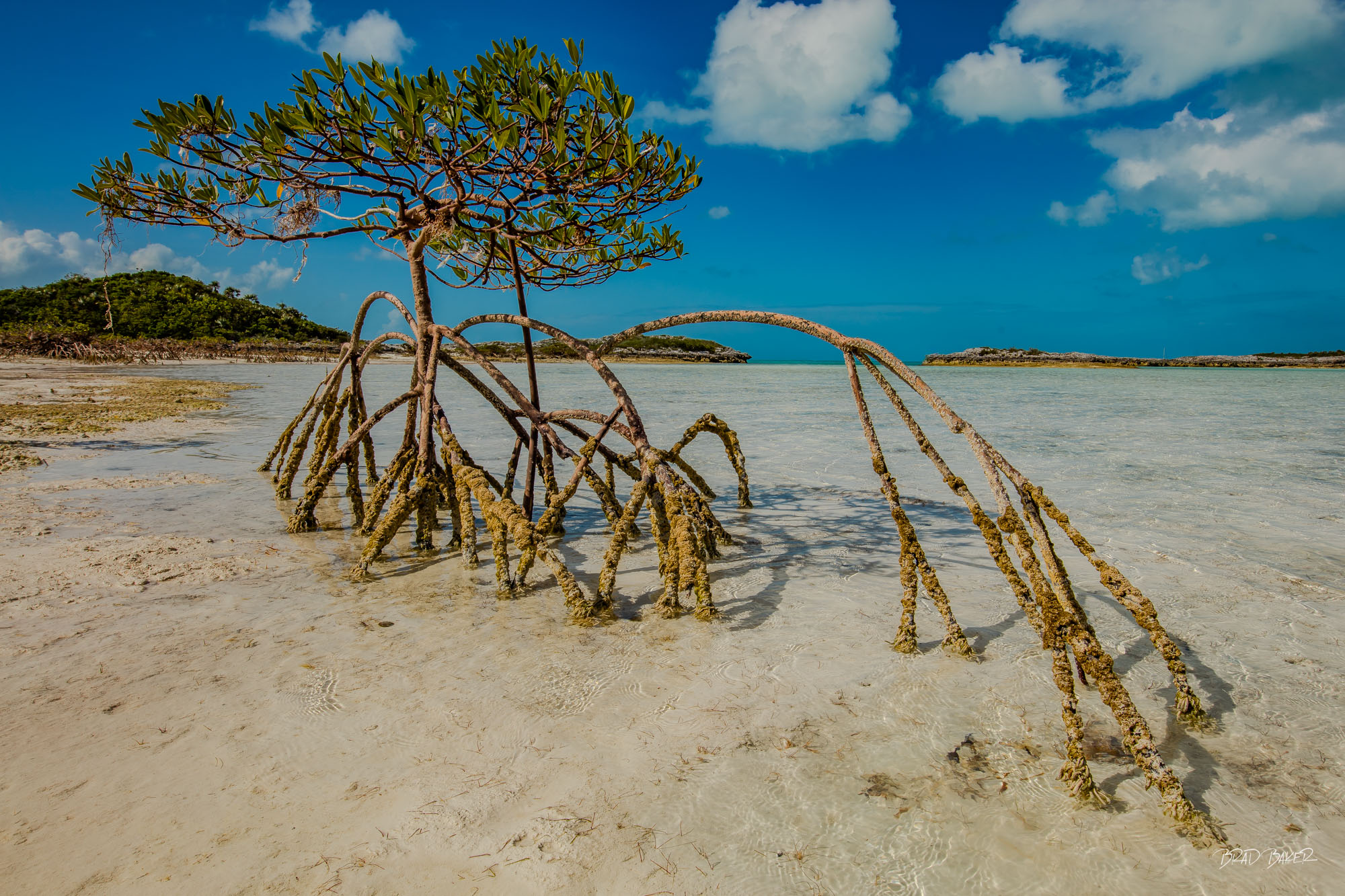 MANGROVE EMBRACE Mangrove tree with exposed roots standing in shallow turquoise water beneath a bright blue sky in The Exumas