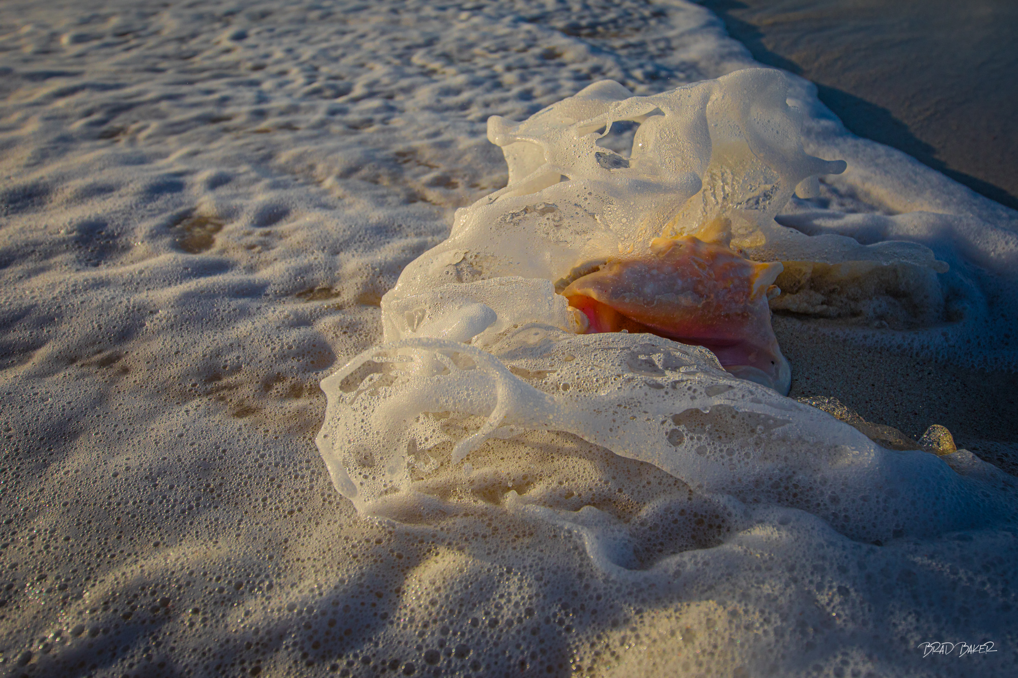 1/8000TH OF A SECOND IN TIME A queen conch shell half-buried in golden sand surrounded by swirling white sea foam at sunset.