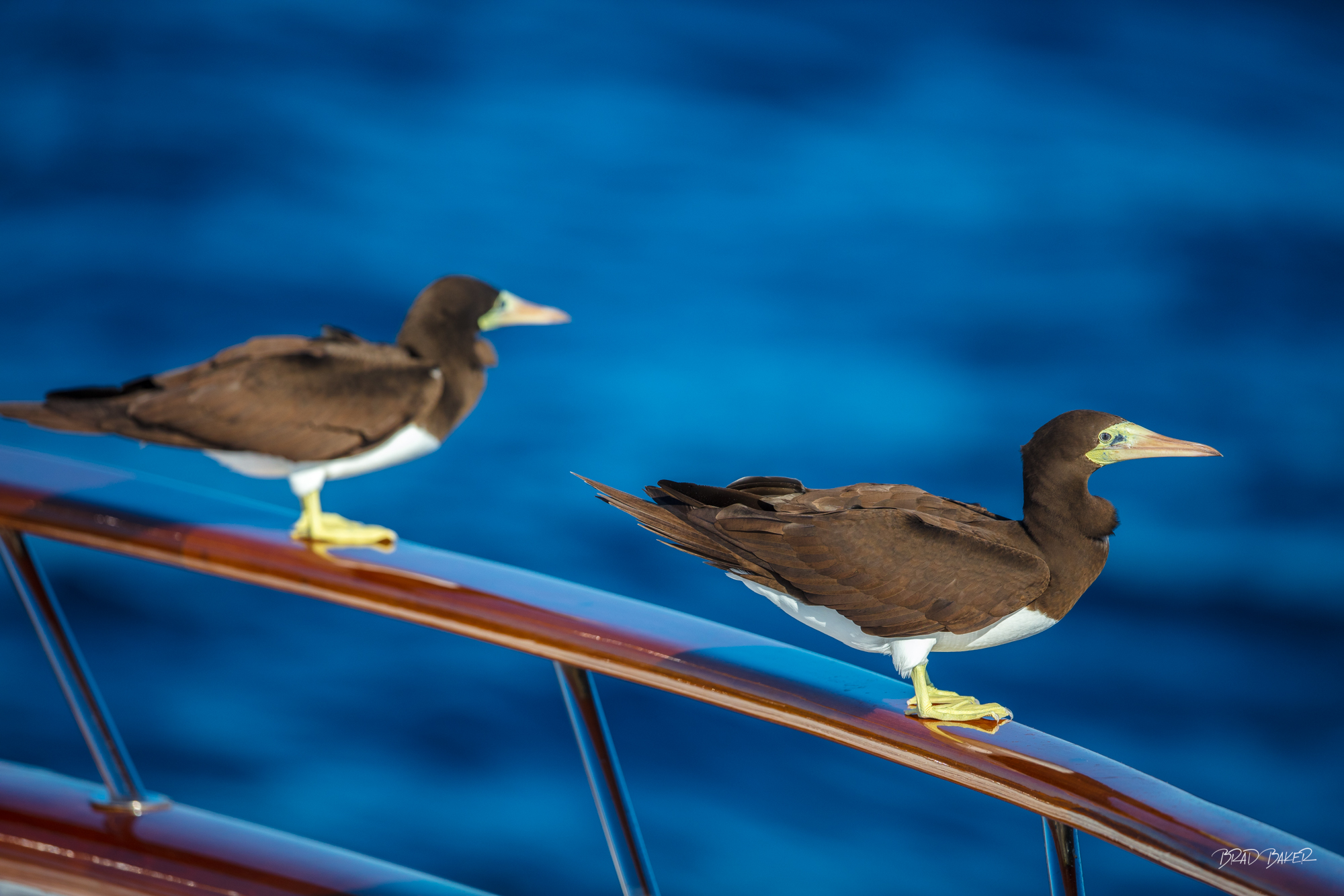 HITCHHIKERS Two brown booby seabirds perched on a polished wooden boat railing against a deep blue ocean backdrop