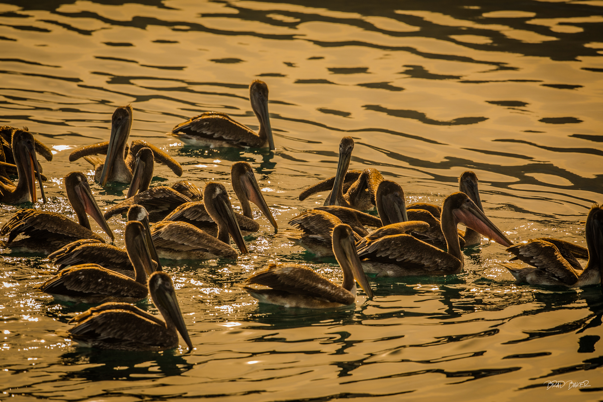Golden Flock Large group of brown pelicans floating on golden sun-reflected ocean water in warm evening light in Papagayo Costa Rica