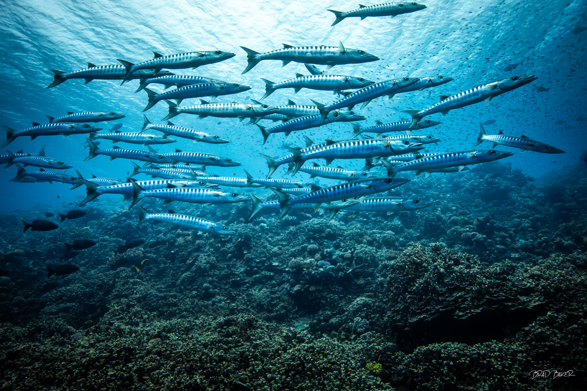 SILVER HUNTERS School of barracuda swimming above a vibrant coral reef in clear tropical water on The Great Barrier Reef
