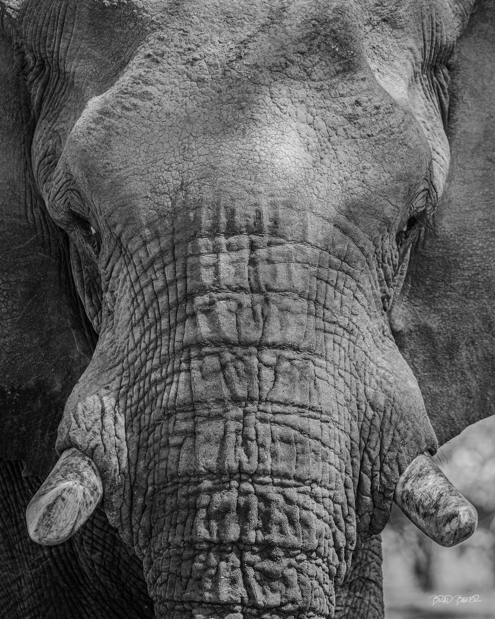 STARE DOWN Black and White extreme close-up of elephant face head on showing deep wrinkles, texture, and ivory tusks in detail