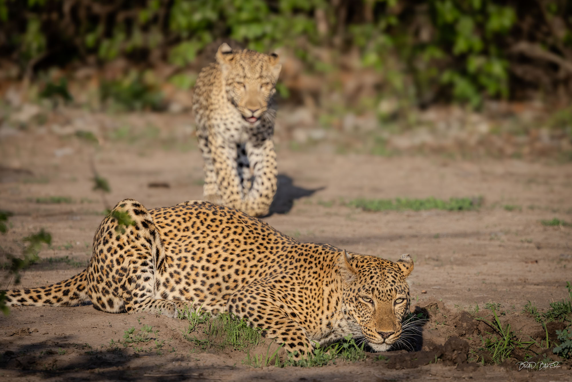 ATTENTIVE STUDENT Two leopards on sandy ground, one in foreground drinking and alert posture with mature cub approaching behind in Zambia